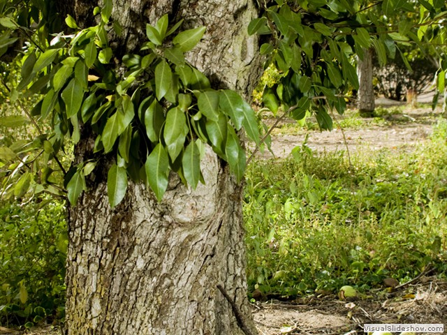 Harcourt030409_002956