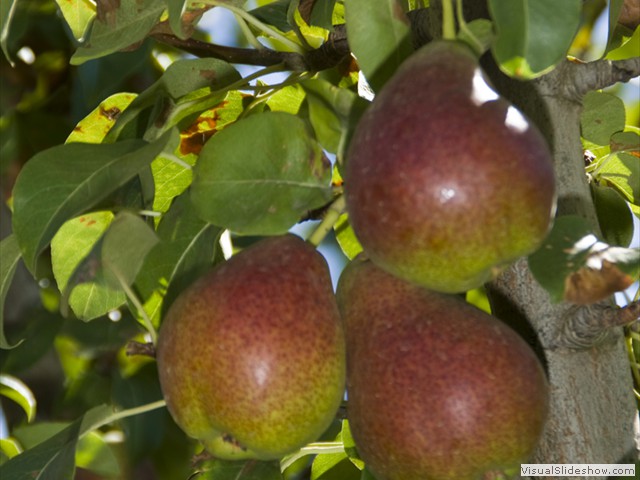 Langdale_orchard190309_001862