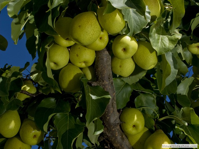 Langdale_orchard190309_001876