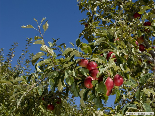 Langdale_orchard190309_001918