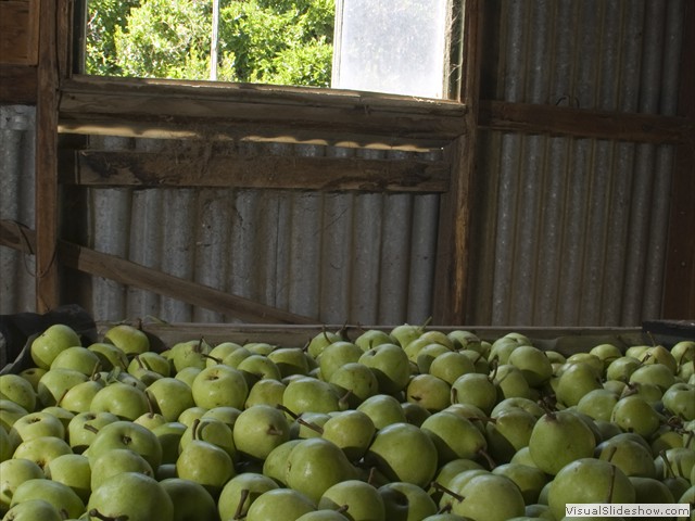 Langdale_orchard190309_001963